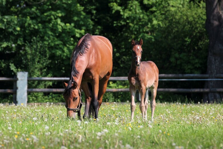 Stute mit Fohlen