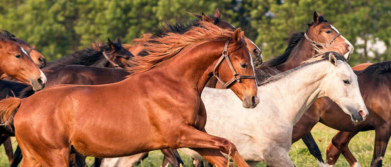 Jungpferde auf der Koppel