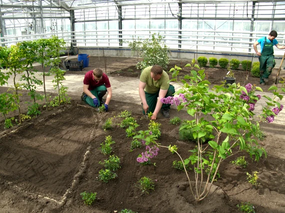 Zwei Auszubildende in der Fachrichtung Gartenbau setzen Jungpflanzen in ein Beet