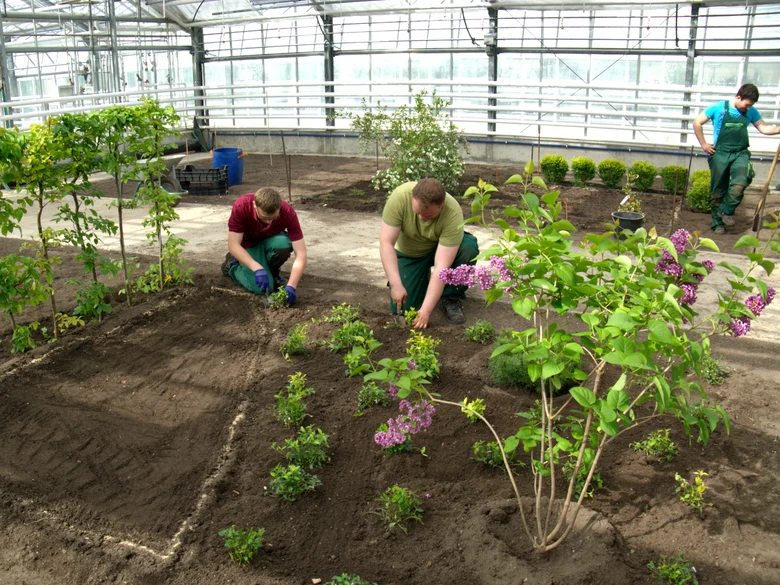 Zwei Auszubildende in der Fachrichtung Gartenbau setzen Jungpflanzen in ein Beet